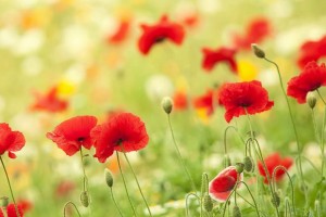 wordsworth poems